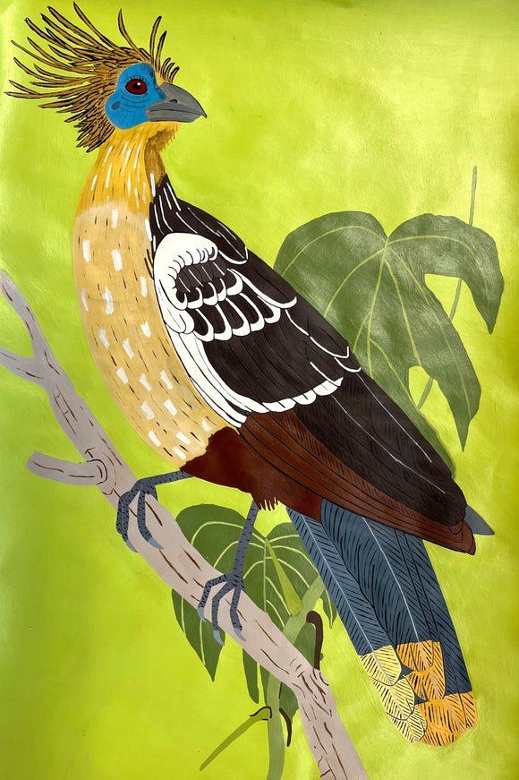 Arianna Sanchez - Hoatzin Bird