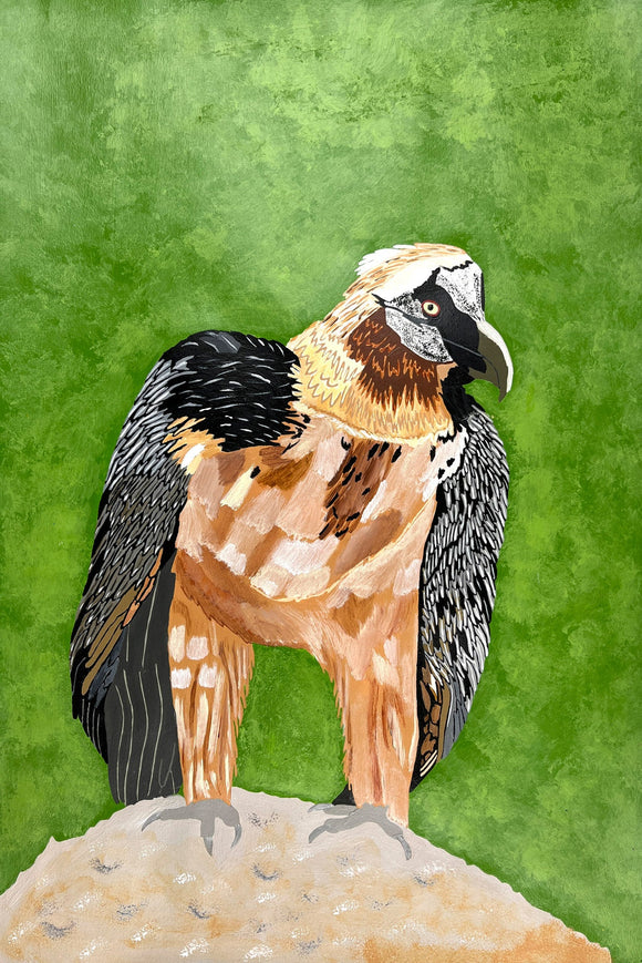 Arianna Sanchez - Bearded Vulture